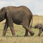 Long-Tail-Keyword-Optimization